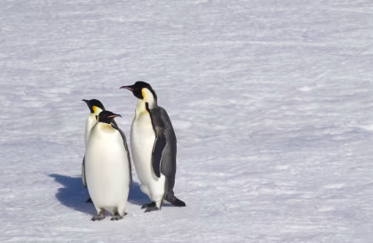New: Emperor Penguins and Ross Sea including helicopters