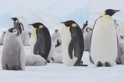Sensational Emperor Penguin Expedition