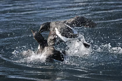 20 raisons pour lesquelles nous adorons la croisière au Spitzberg (et pourquoi vous l'adorerez aussi)