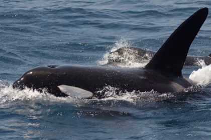 Eight Antarctic Whales You Might See During Your Expedition Cruise
