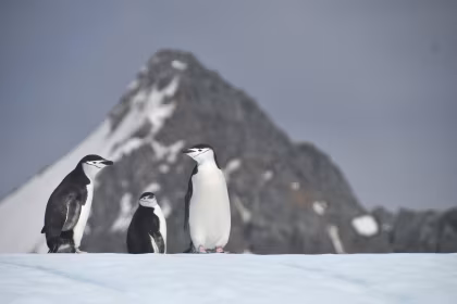 11 Zuid-Oorkney Dieren: Walvissen, zeevogels en pinguïns in overvloed