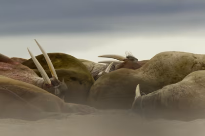 15 Tandenfeiten over de Atlantische Walrus
