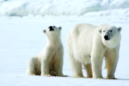 Manger, s'accoupler, bouger : l'histoire d'un Ours polaire