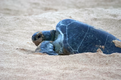 Se mettre au vert : Tortues marines de l'île de l'Ascension