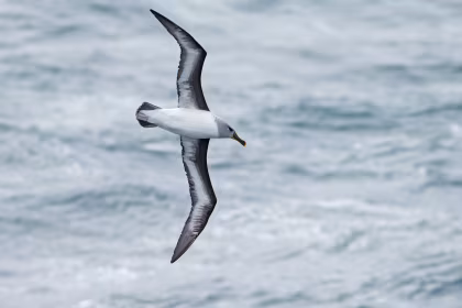 Antarctica, Falklands & South Georgia: A Birding Perspective