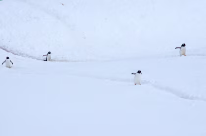 All aboard the penguin express! The penguin highways of Antarctica