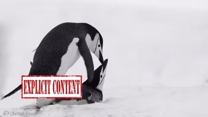 Heet ijs: fokpraktijken van vijf pooldieren