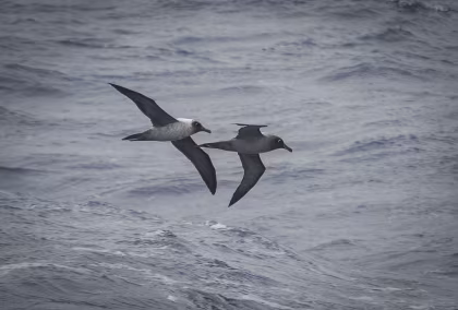Vogels van het Zuiden: 33 Antarctische vogels en zeevogels