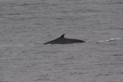 In the evening, a hit: three minke whales