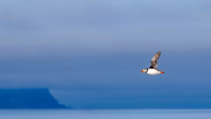 Around Spitsbergen, in the Realm of the Polar Bear & Ice