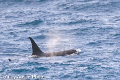 Ortelius Stafvlek Type D Orka