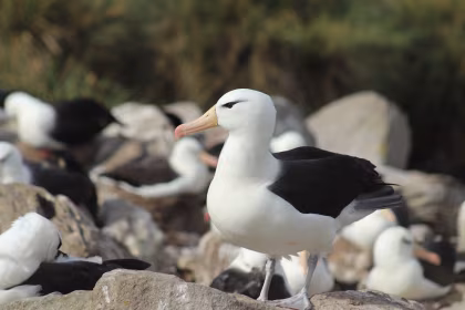 15 Falklands Bird Photos