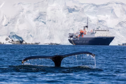 Our guide to Antarctic whale watching on an expedition cruise