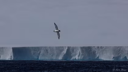 Iceberg A23a: Antarctica's Wandering Giant