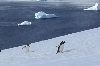 They Don’t Speak Gentoo on This Island