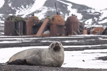 Deception Island bedrieglijk actief