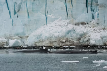 PLA32-24, reisverslag, Antarctica - Polair Cirkel - Walvissen kijken