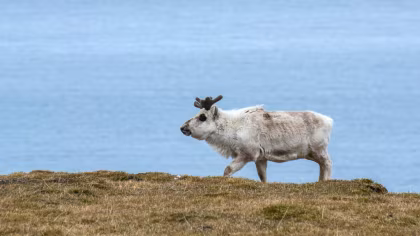 HDS04-24, reisverslag, Oost-Spitsbergen, Thuis van de ijsbeer - Zomerzonnewende, inclusief lange wandelingen