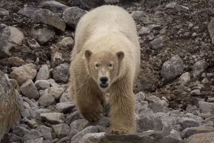 The Pack Ice and Polar Bears of North Spitsbergen