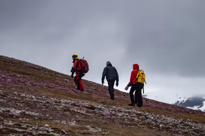 Why should I visit the Arctic in June on an expedition cruise?