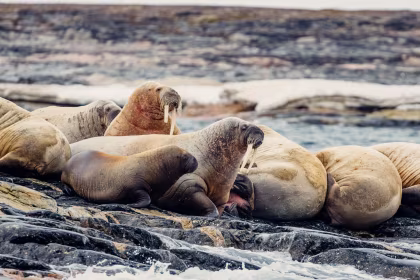 OTL06-24, reisverslag, Rond Spitsbergen, In het rijk van Ijsbeer en ijs
