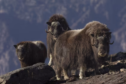 HDS12-24, reisverslag, Spitsbergen - Noordoost-Groenland - Aurora Borealis, inclusief lange wandeltochten