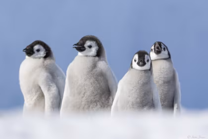 Oceanwide Expeditions announces successful landing at Snow Hill Island - the first cruise operator to enter the Weddell Sea this season