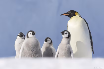 OTL22-24, reisverslag, Weddell Sea - Op zoek naar de Keizerspinguïn, incl. helikopters