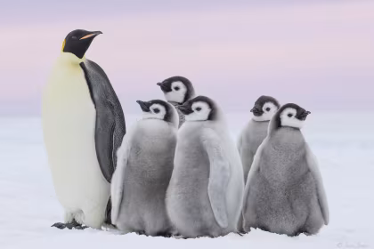 OTL23-24, trip log,  Weddell Sea - In search of the Emperor Penguin, incl. helicopters