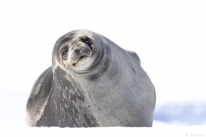 OTL24-24, trip log,  Antarctica - Discovery and learning voyage + navigational workshop