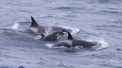 PLA24-24, trip log, Falkland Islands - South Georgia - Antarctica