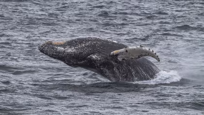 OTL26-25, trip log, Antarctica - Basecamp - free camping, kayaking, snowshoe/hiking, photo workshop, mountaineering