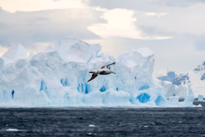 Why should I visit Antarctica in January on an expedition cruise?