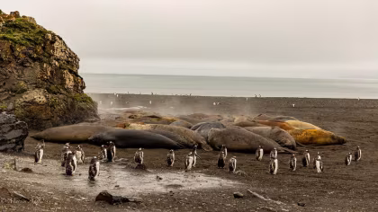 PLA29-25, trip log, Antarctica - Basecamp - free camping, kayaking, snowshoe/hiking, photo workshop, mountaineering