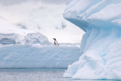 Why should I visit Antarctica in December on an expedition cruise?
