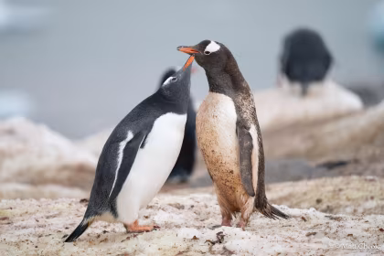 HDS30-25, trip log, Antarctica - Whale watching discovery and learning voyage