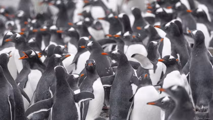 OTL31-25, trip log, Antarctica - Polar Circle - Deep South Discovery voyage
