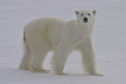 HDS03-25, trip log, North Spitsbergen Explorer