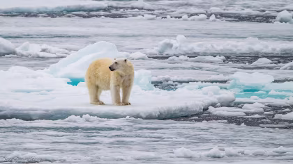 Why should I visit the Arctic in July on an expedition cruise?