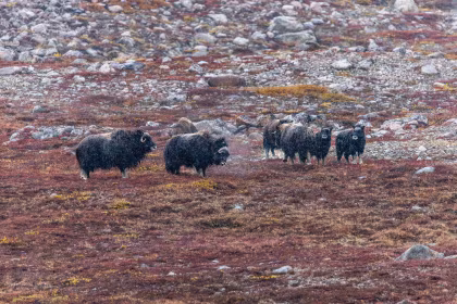 HDS12-25, trip log, Spitsbergen - Northeast Greenland - Aurora Borealis, Including Long Hikes