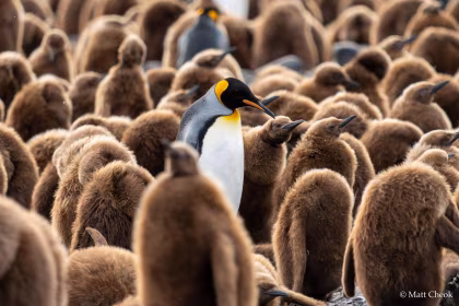 OTL21-25, trip log,  Falklands, South Georgia and Antarctica - Photographic Special