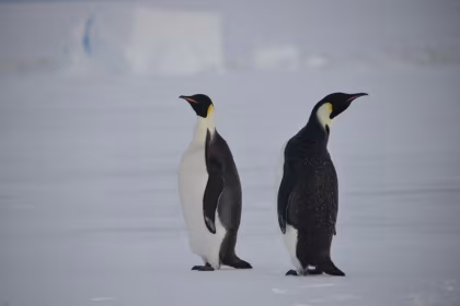 OTL22-25, trip log,  Weddell Sea - In search of the Emperor Penguin, incl. helicopters