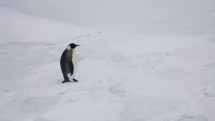 OTL23-25, trip log,  Weddell Sea - In search of the Emperor Penguin, incl. helicopters