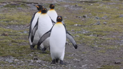 PLA23-25, trip log, Falkland Islands - South Georgia - Antarctica