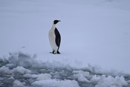 OTL24-25, trip log,  Weddell Sea - In search of the Emperor Penguin, incl. helicopters