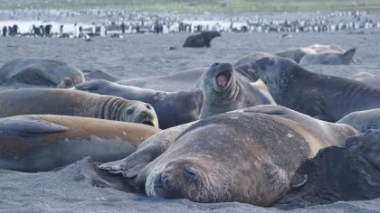 OTL25-26, trip log,  Falkland Islands - South Georgia - Antarctica