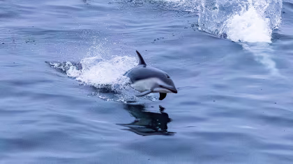 PLA25-26, trip log, Antarctica - Basecamp