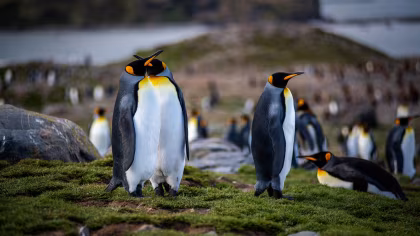 HDS25-26, trip log, Falkland Islands - South Georgia - Antarctica