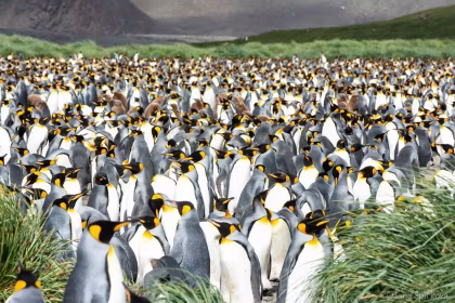 HDS28-26, trip log, Falkland Islands, South Georgia and Antarctica