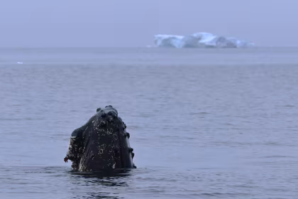 HDS29-26, trip log, Falkland Islands - South Georgia - Elephant Island - Antarctica - Polar Circle